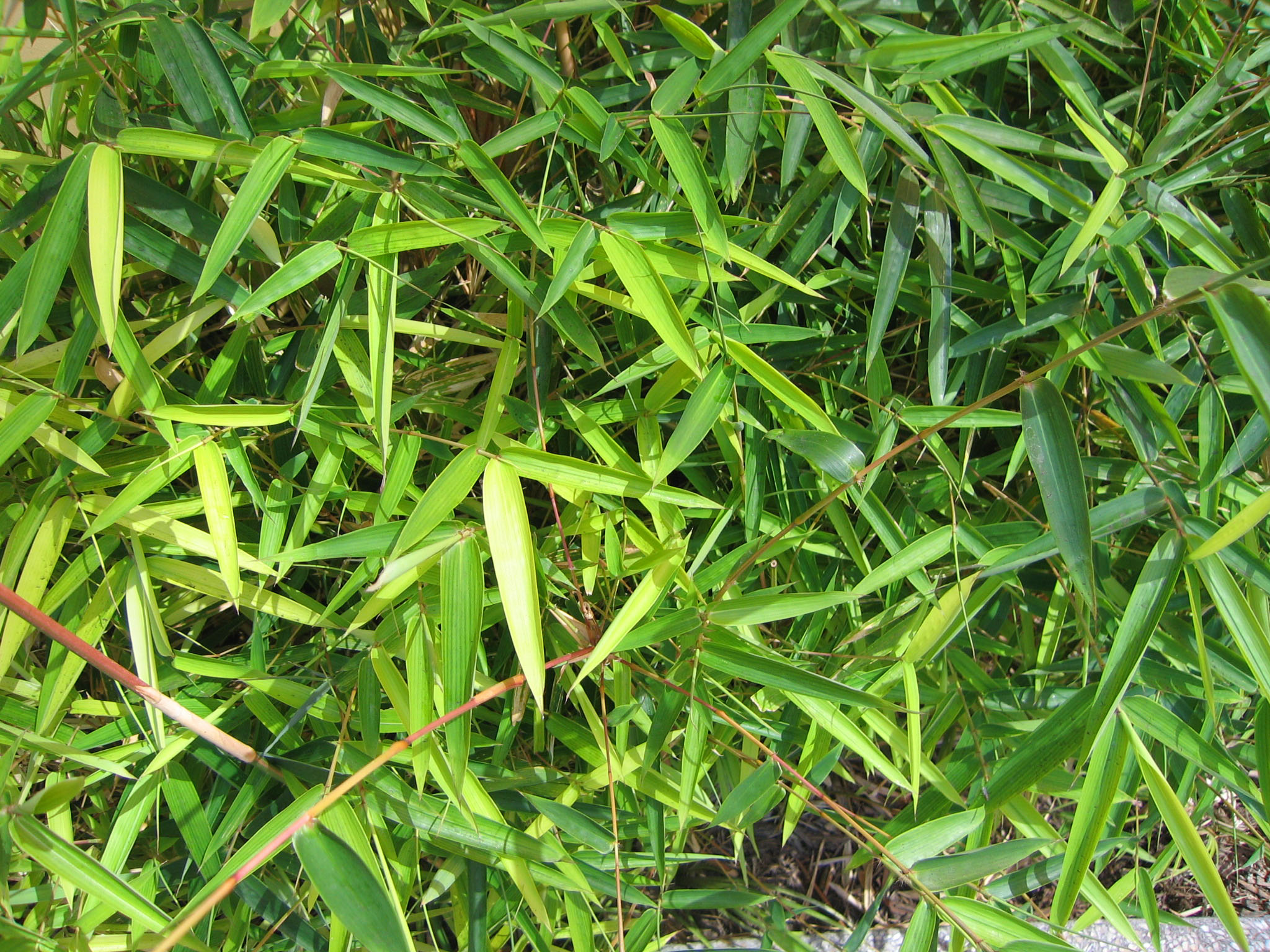 Bambussa multiplex or Alphonse Karr Bamboo